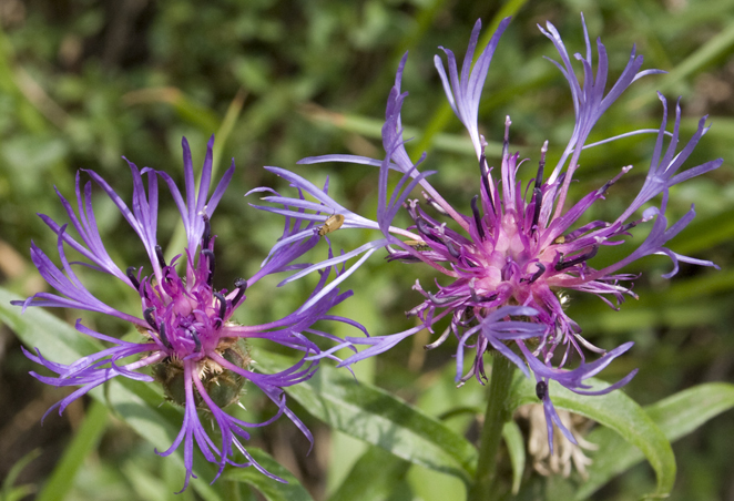 Centaurea triumfettii / Fiordaliso di Trionfetti